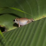 The Pipe Frogs